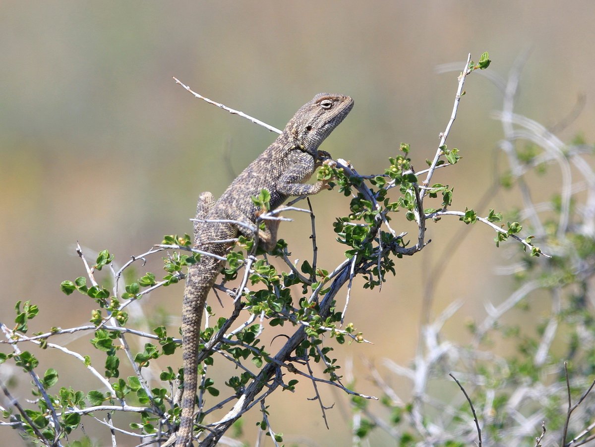 Степная агама