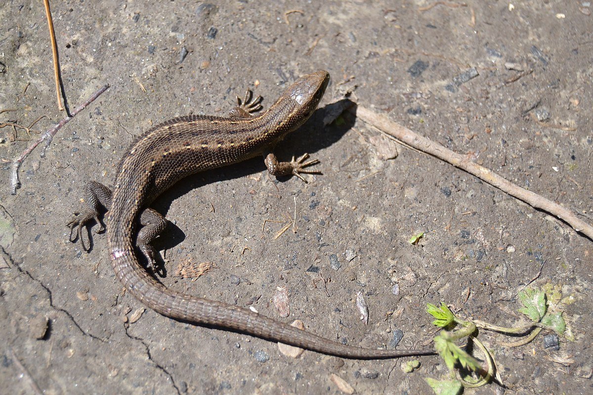 Живородящая ящерица