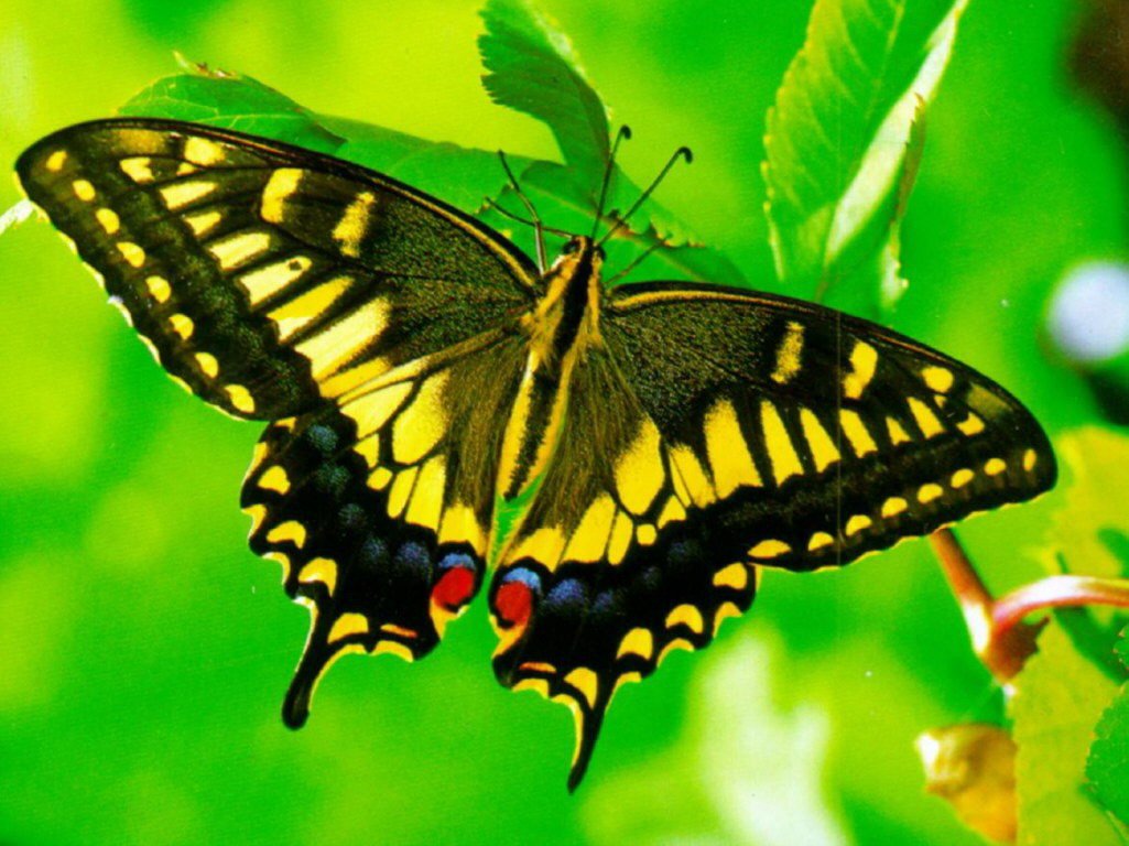 Желтая бабочка Махаон