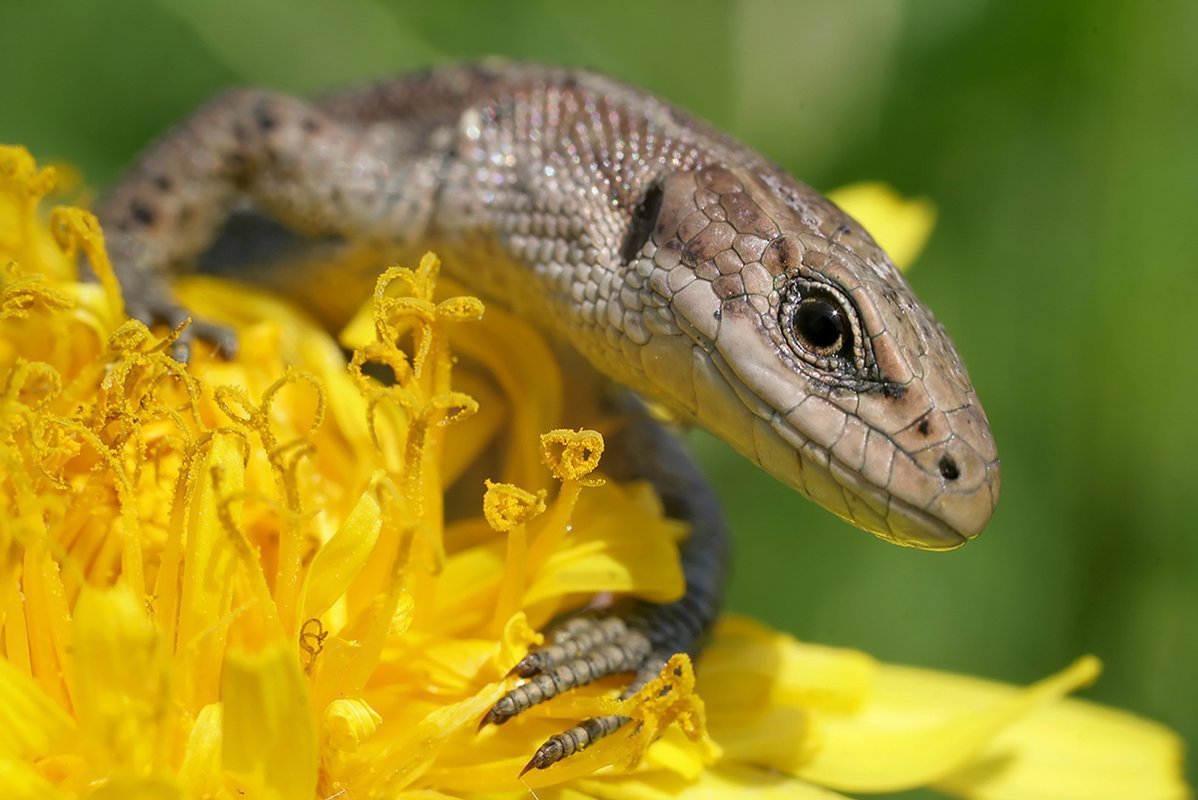 Пресмыкающиеся Алтайского края
