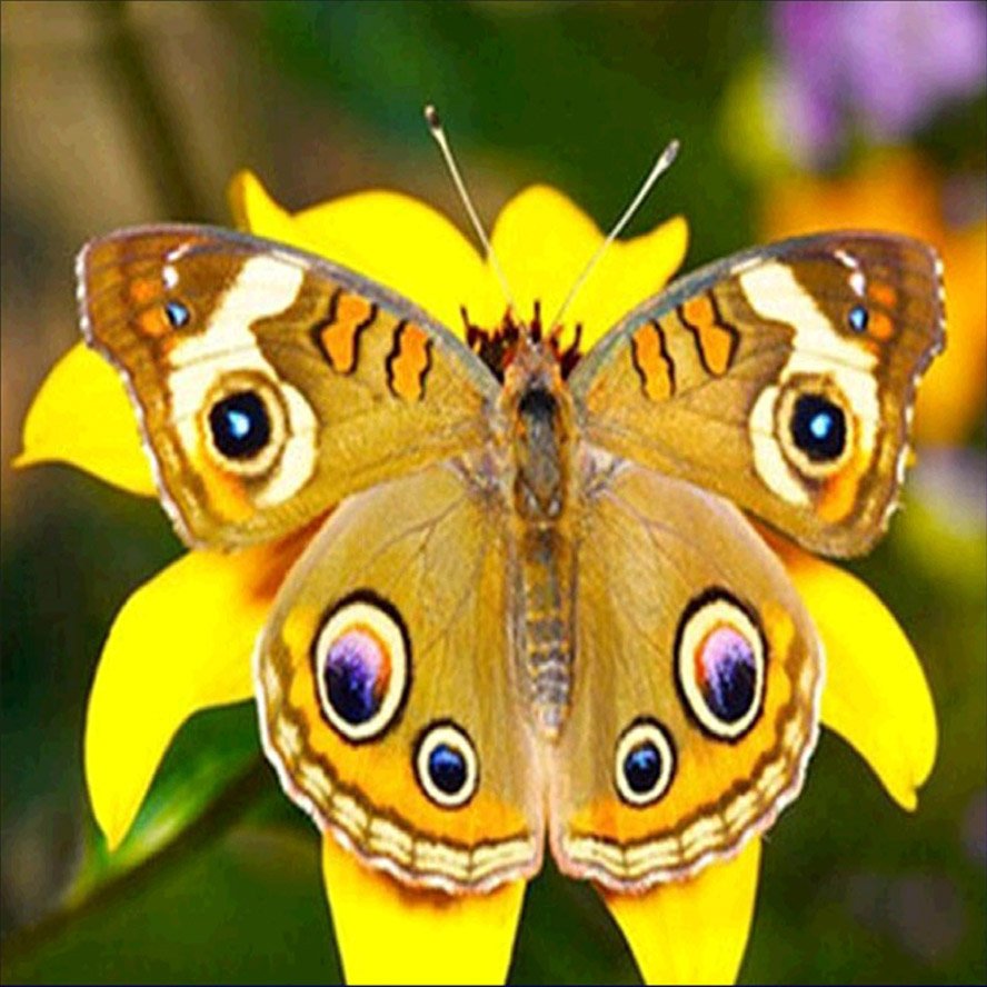 Желтая Тропическая бабочка