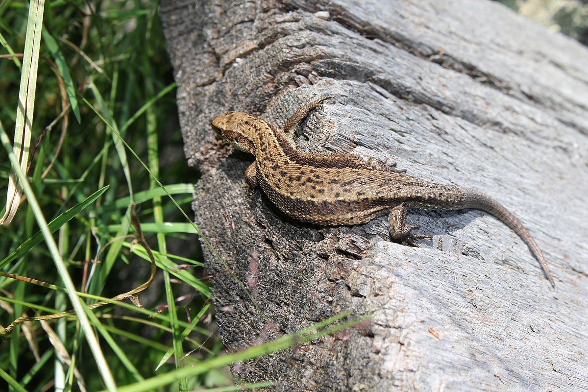 Ящерица живородящая Lacerta vivipara(Jacquin, 1787).