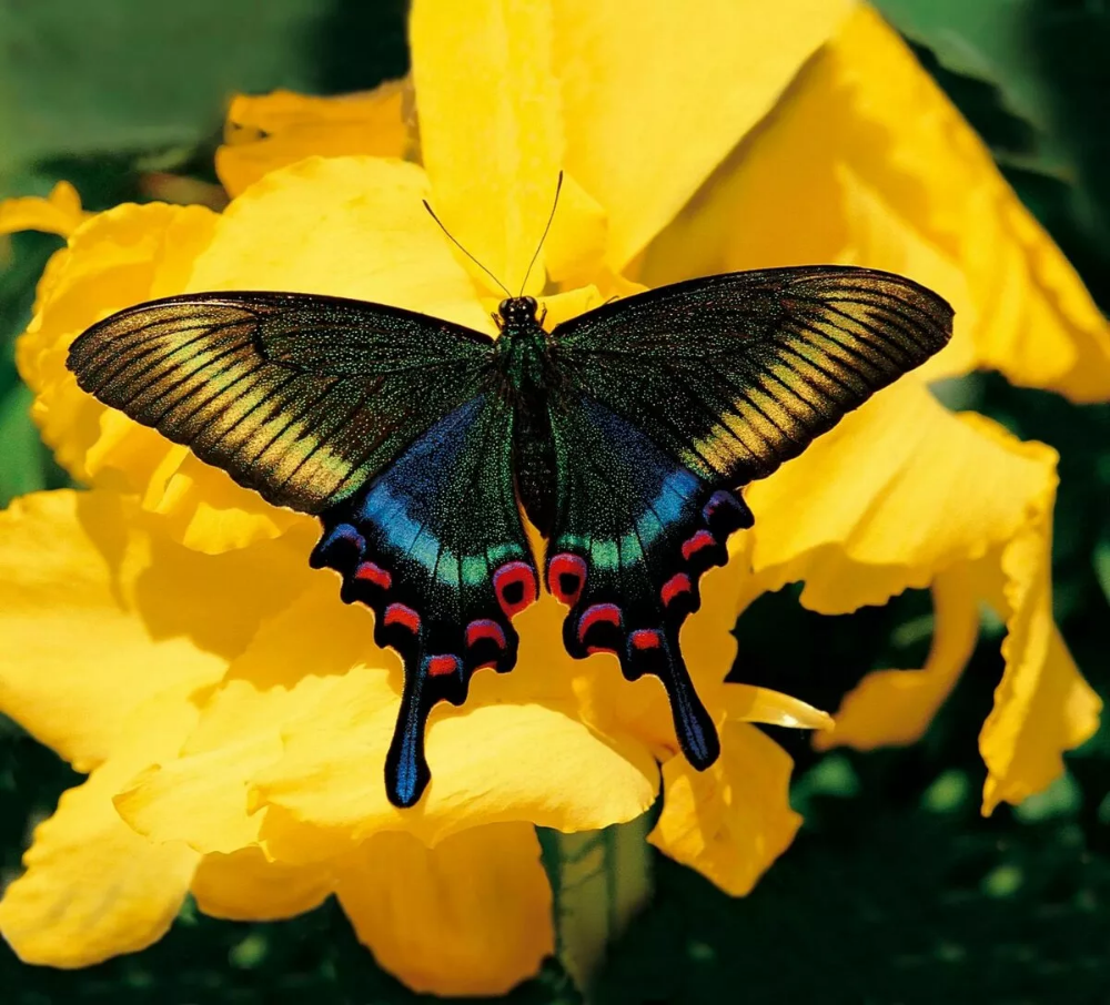 Парусник Маака желтые