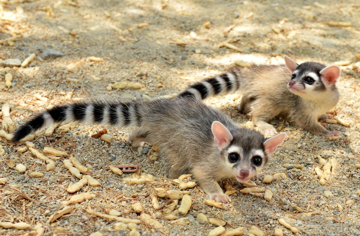 11. Североамериканский какомицли