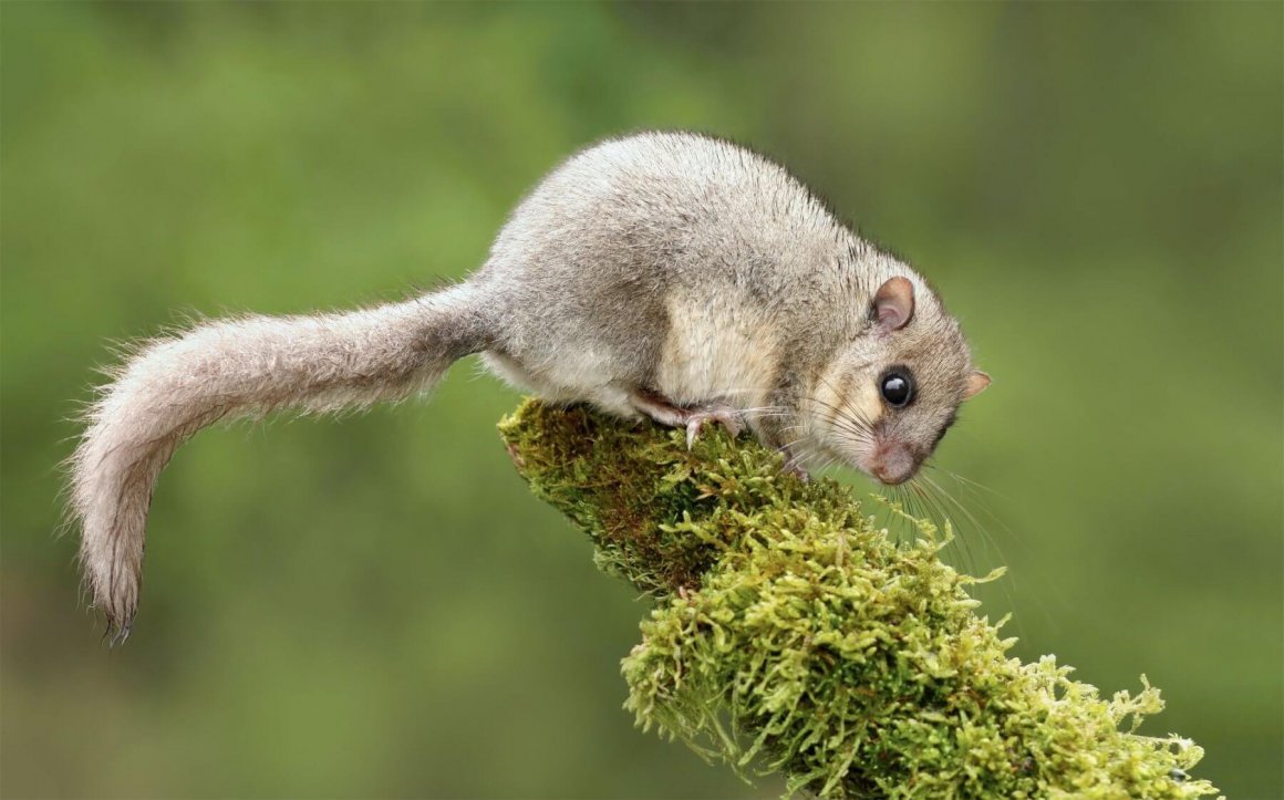 Соня полчок животное