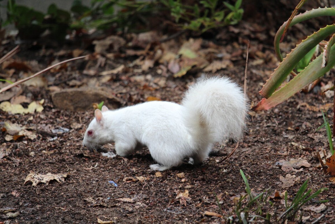 Белый грызун с пушистым хвостом