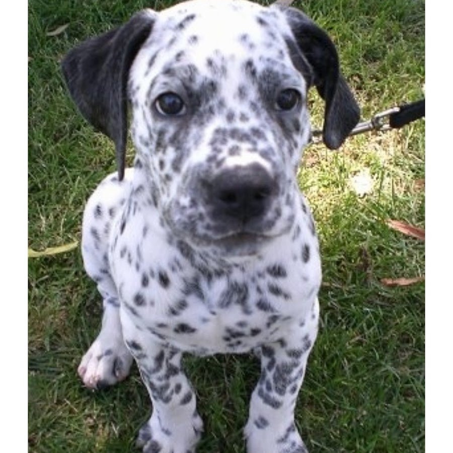 Корги Далматин