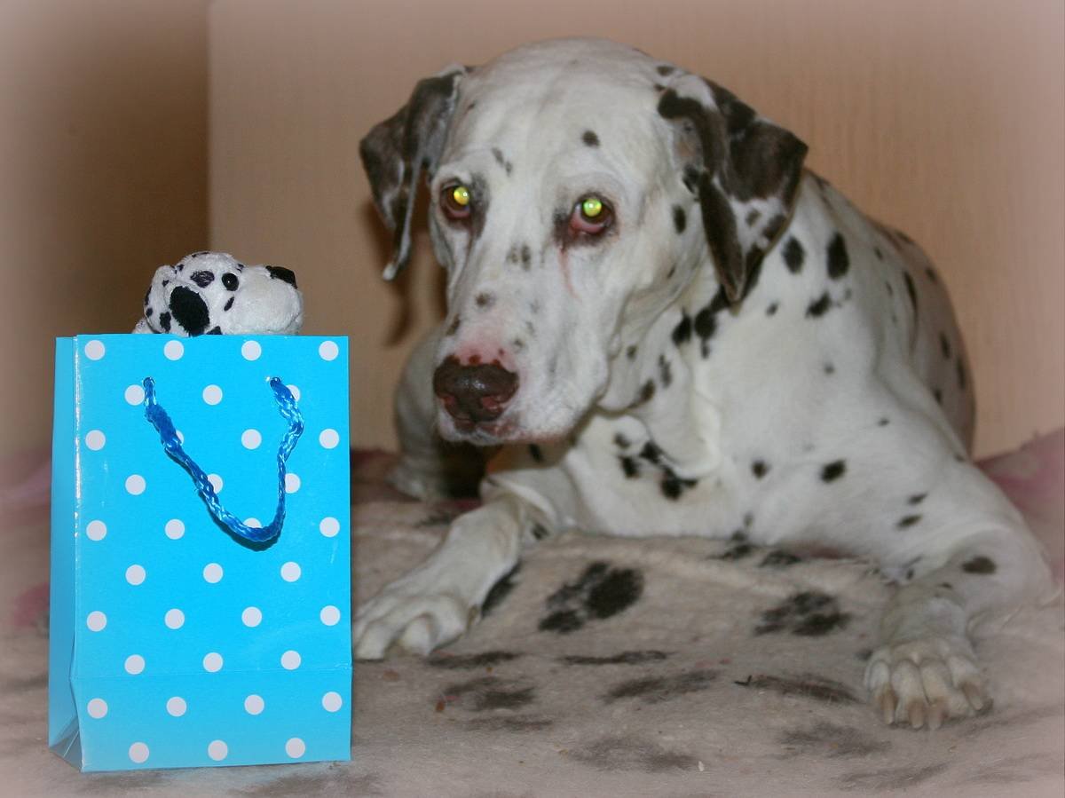 Бигль и Далматин