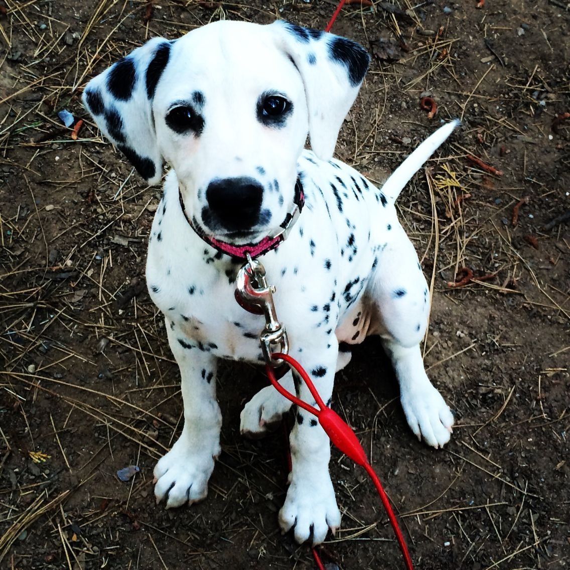 Смесь далматинца и лабрадора