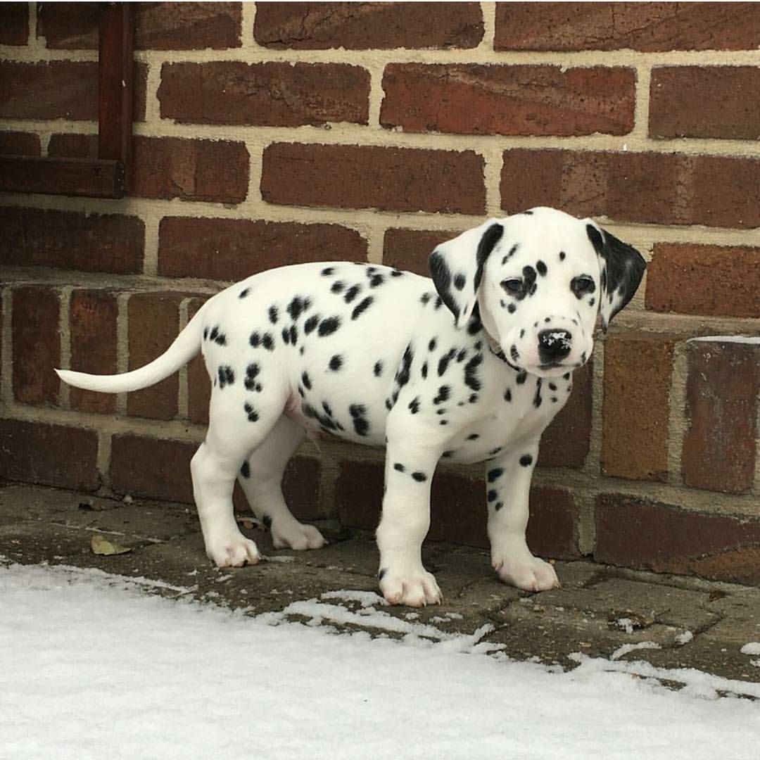 Далматинец щенок