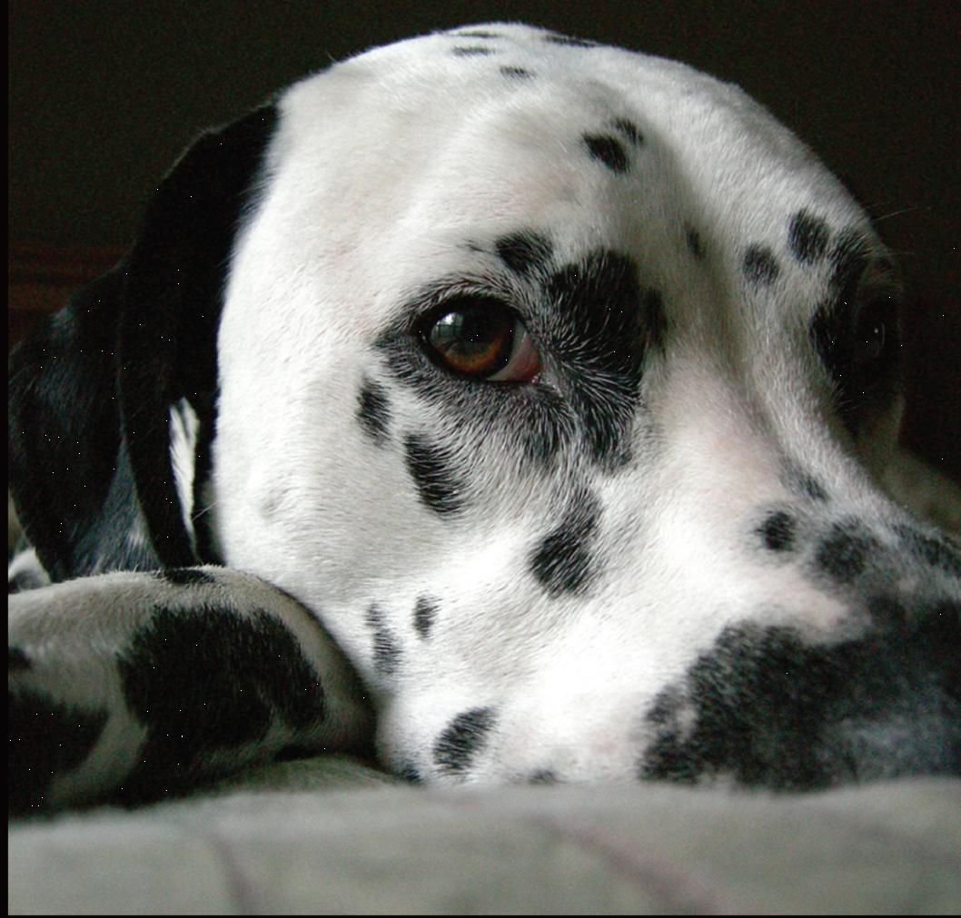 Собаки породы далматинец