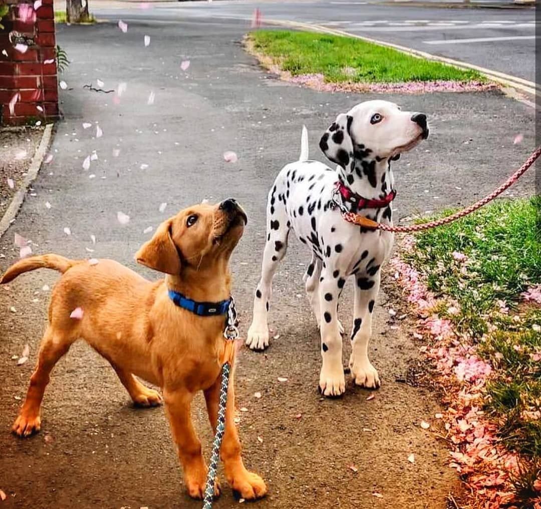 Помесь лабрадора и далматинца