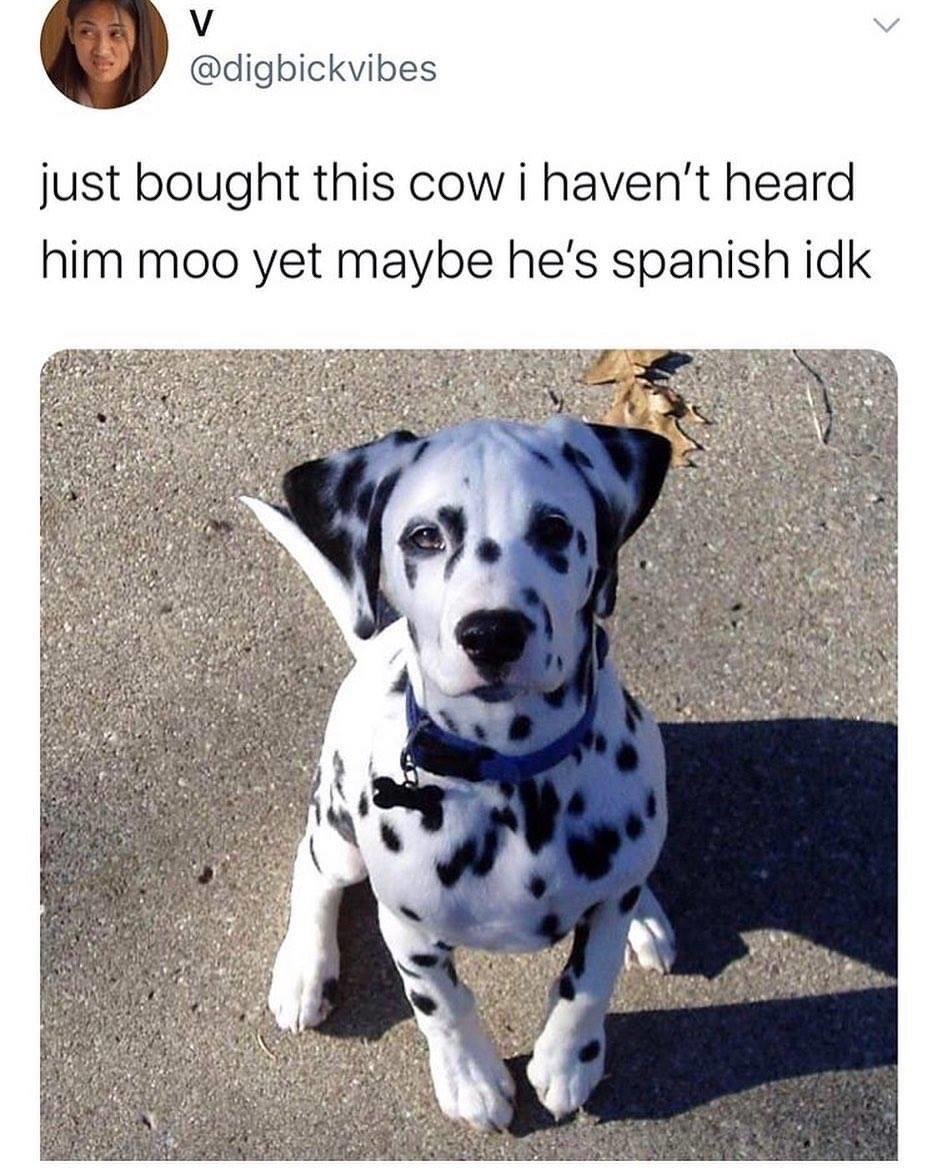 Порода собак Далматин