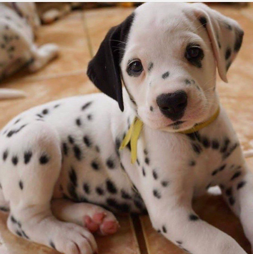 Собака далматинец щенок