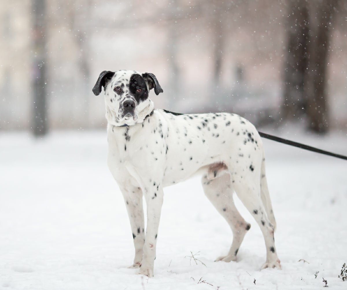 Далматинец с поставленными ушами