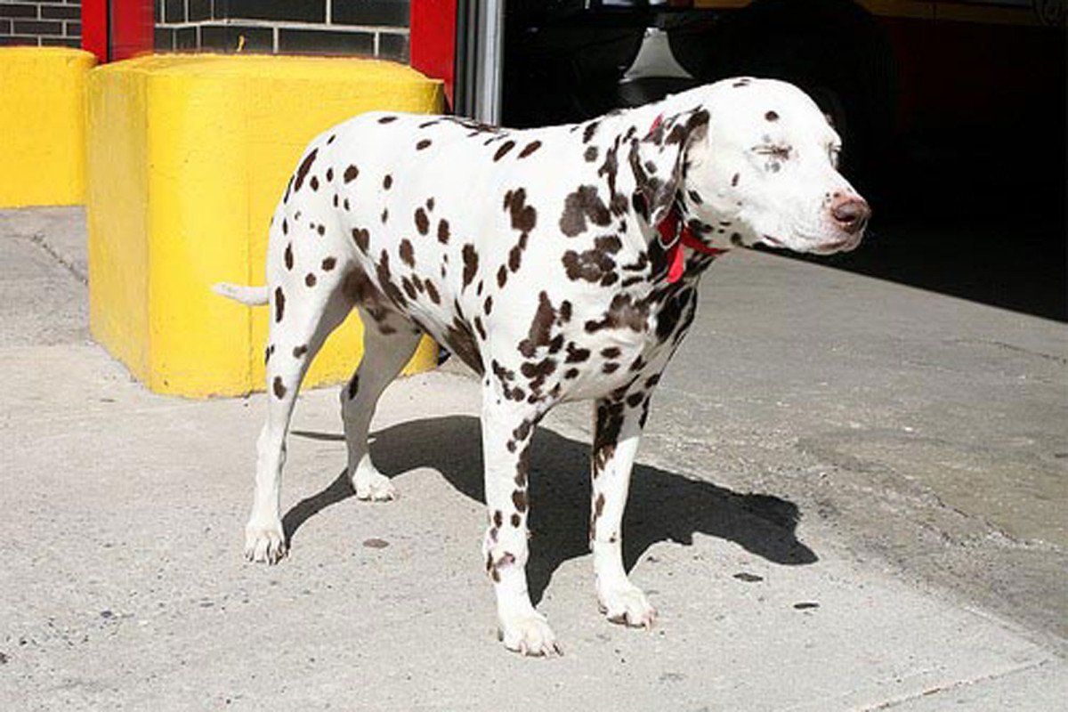 Метис далматинца