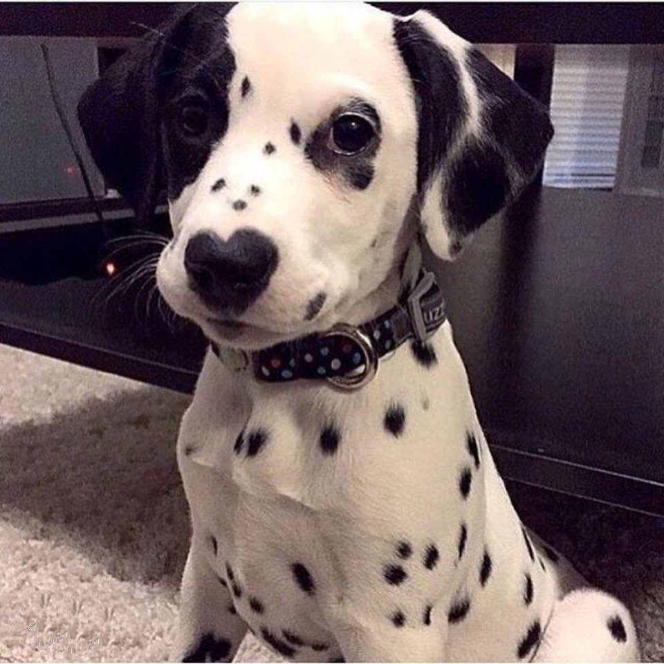 Собаки с окрасом далматинца