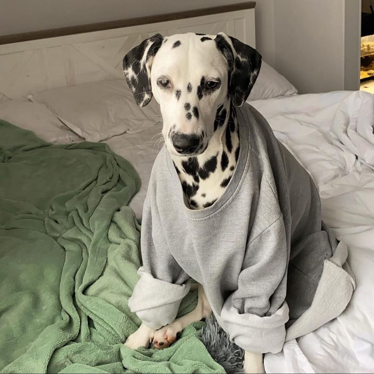 Далматский дог и другие тоже