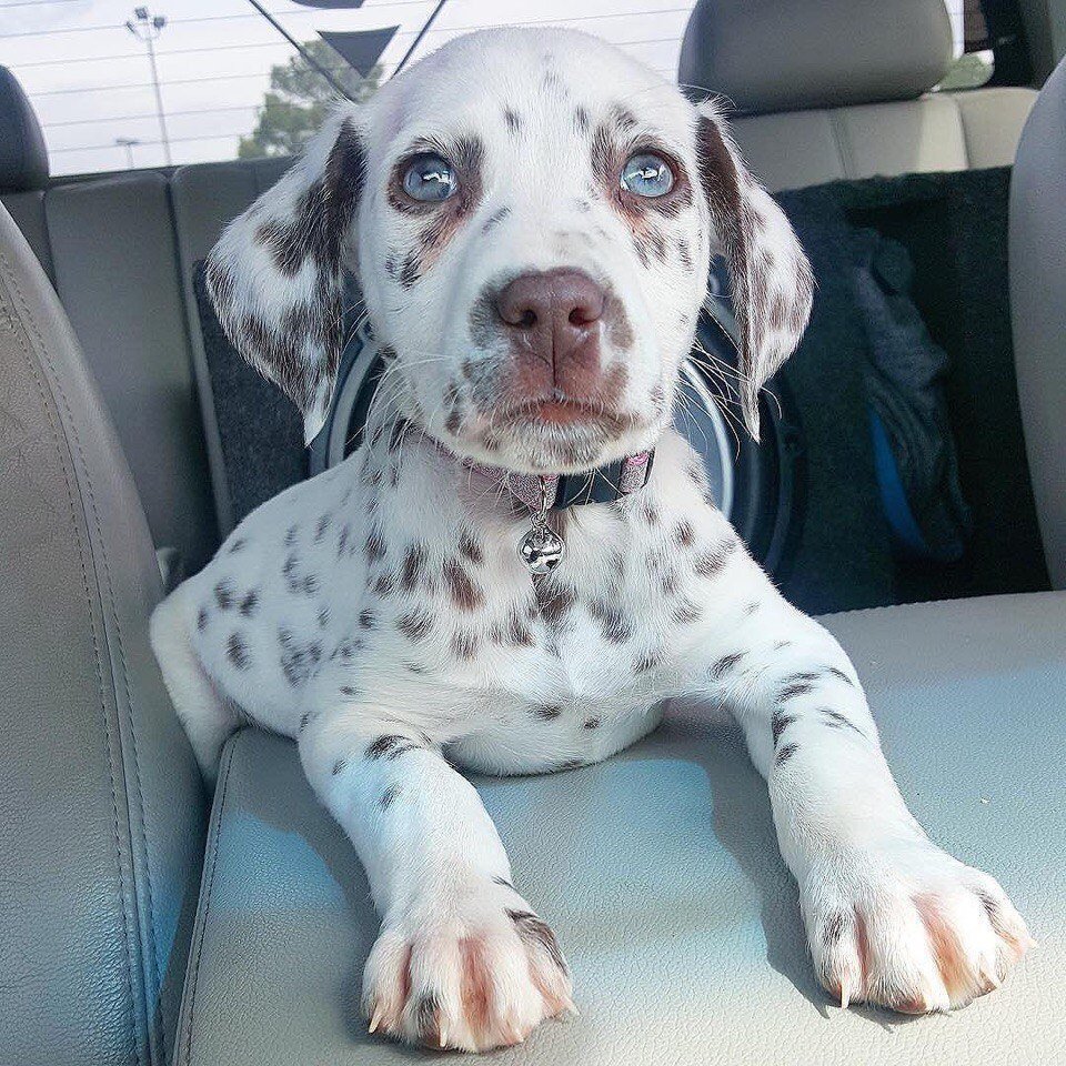 Смесь дворняги с долматинцем