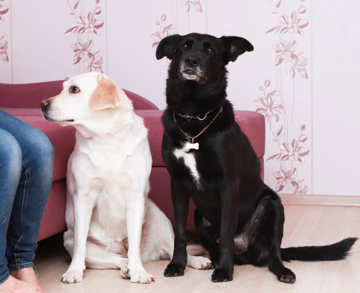 Лабрадор пятнистый