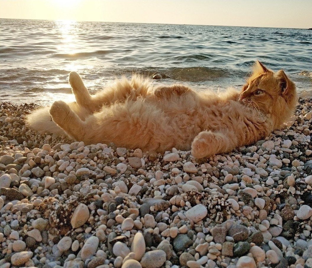 Котик на море