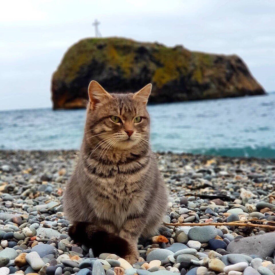 Кот на берегу моря