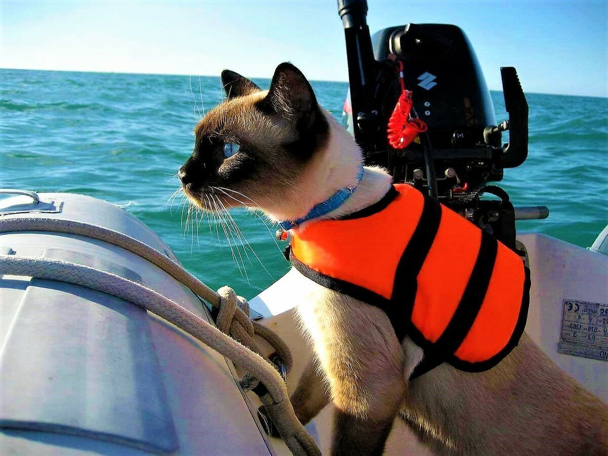 Животные с воздушными шарами