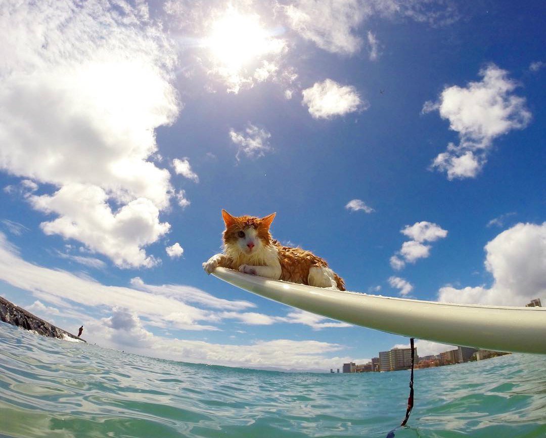 Кот на пляже