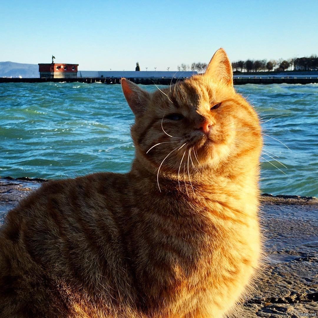 Кот в Балаклаве