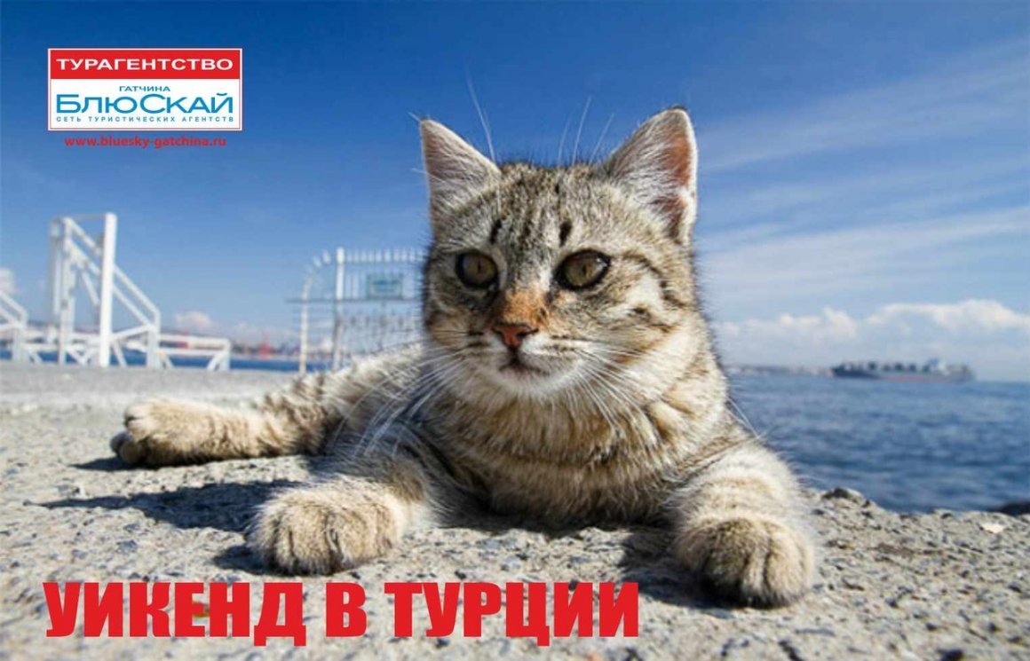 Кот в очках на море