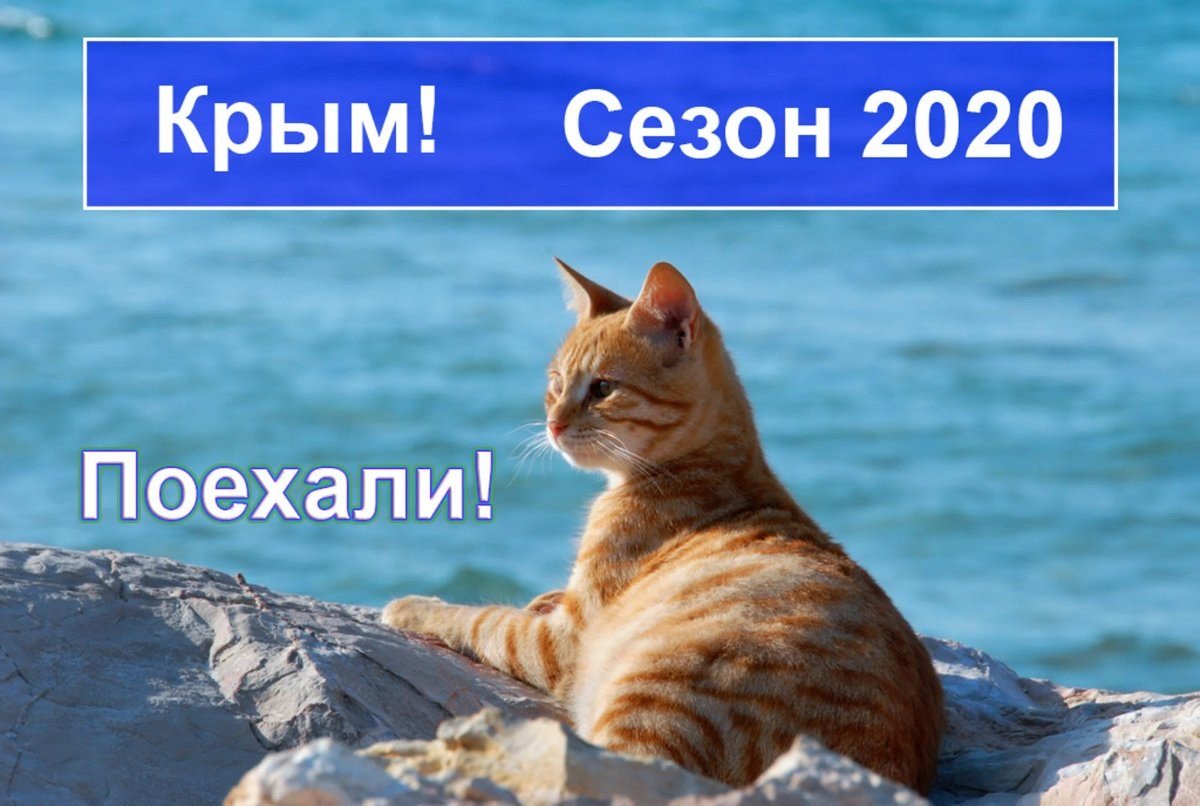 Кот в лодке