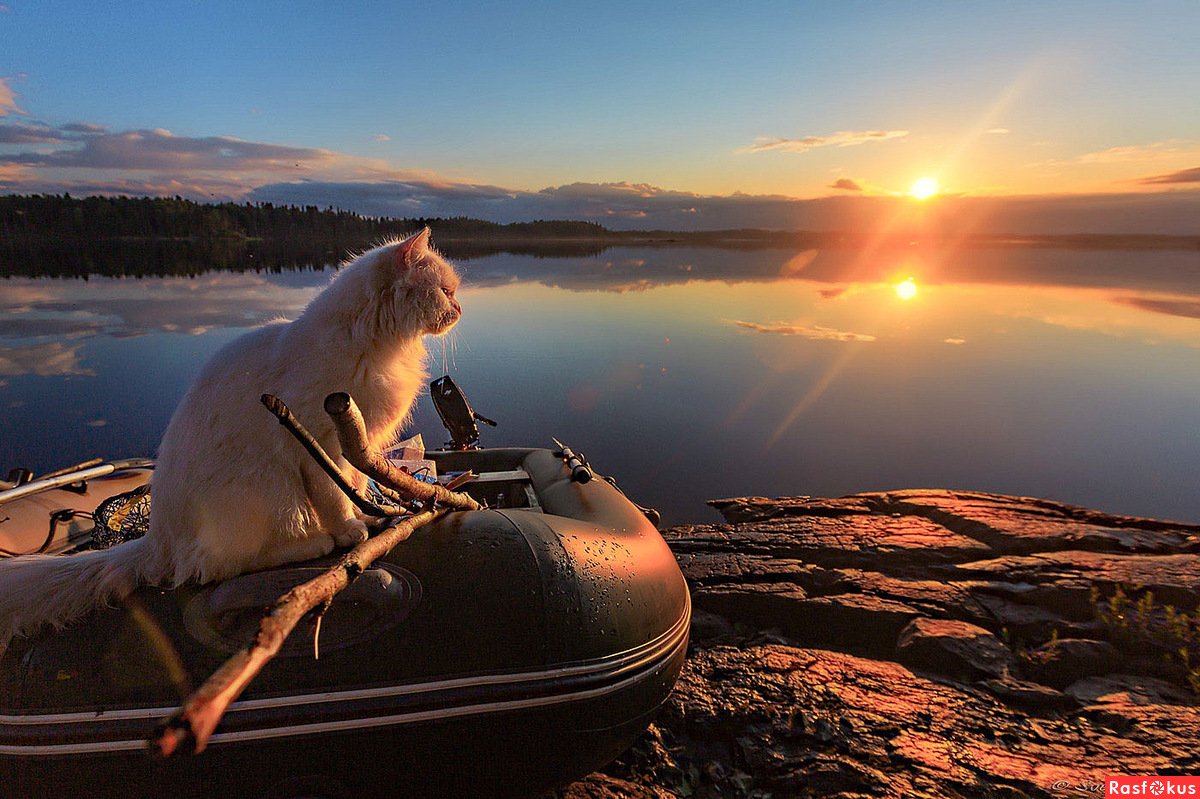 Котенок на пляже