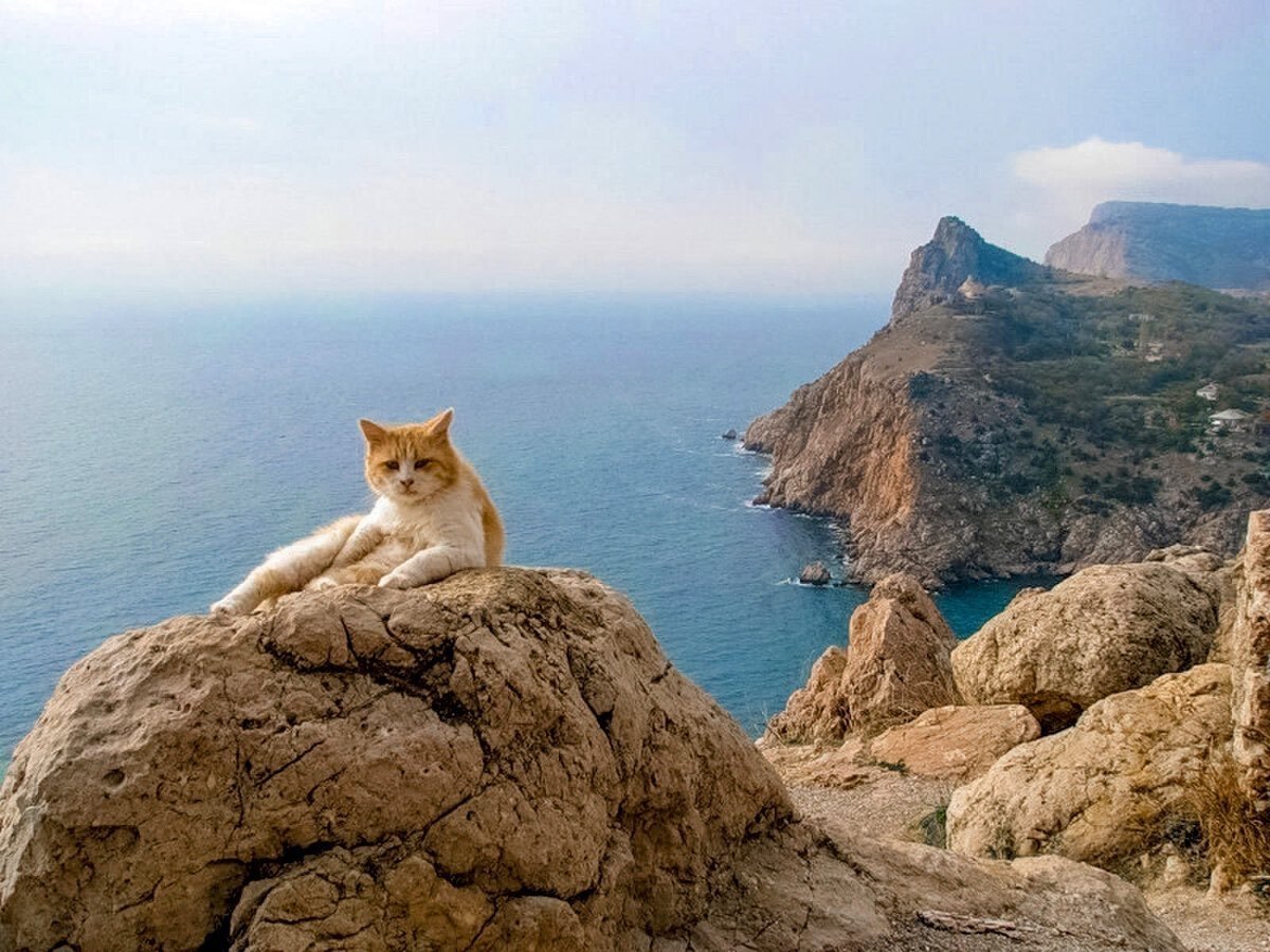 Кот рыбачит