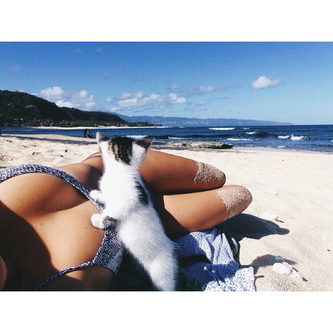 Два кота на море