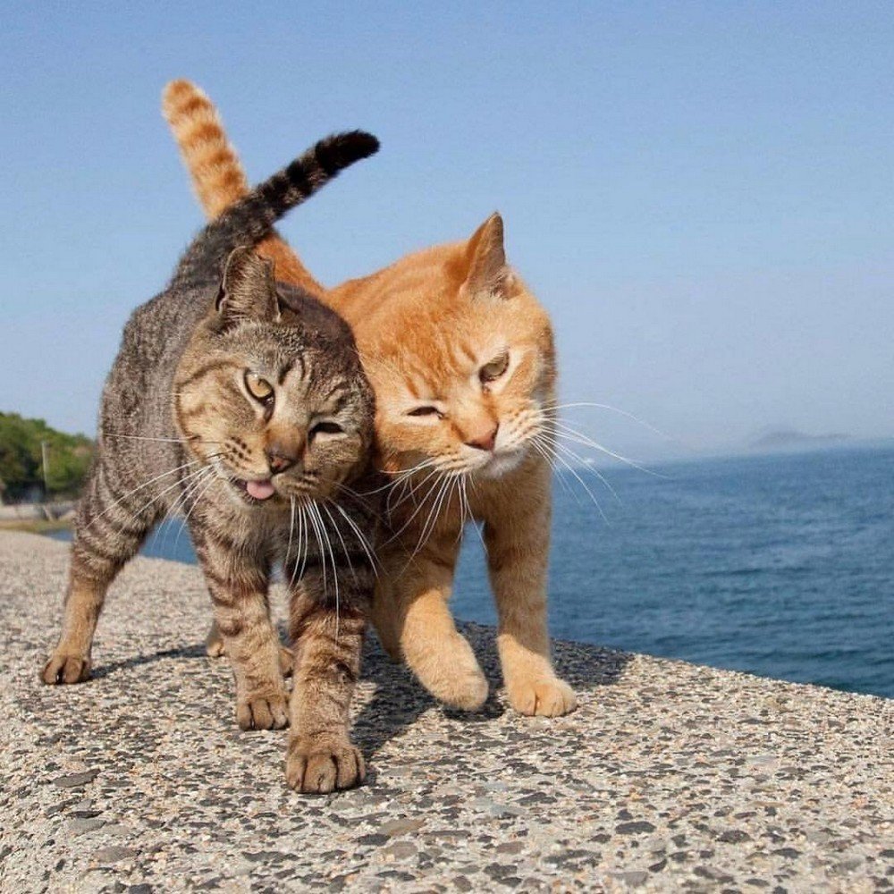 Кот на море