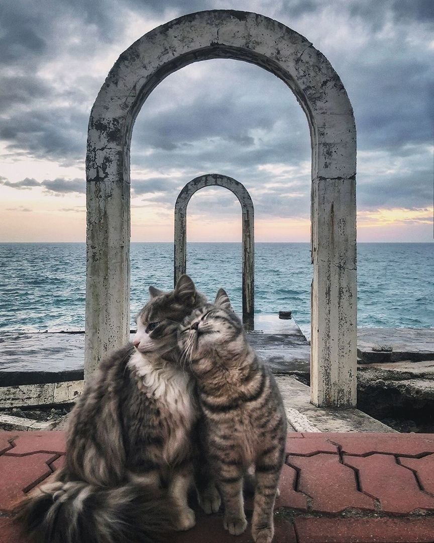 Греция кошки