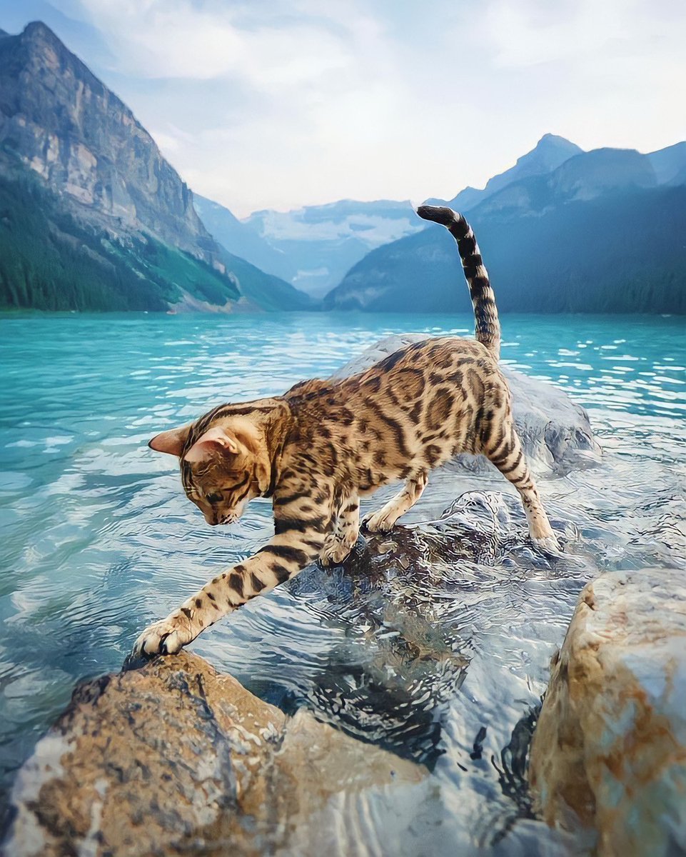 Кот на пляже