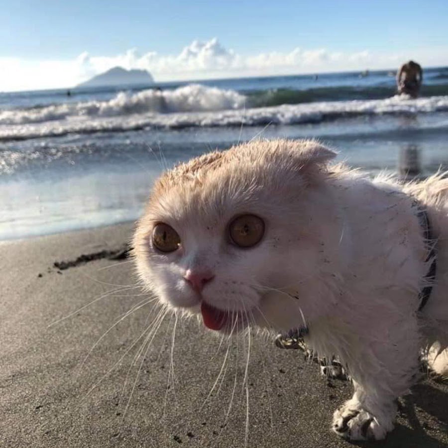 Собака на пляже