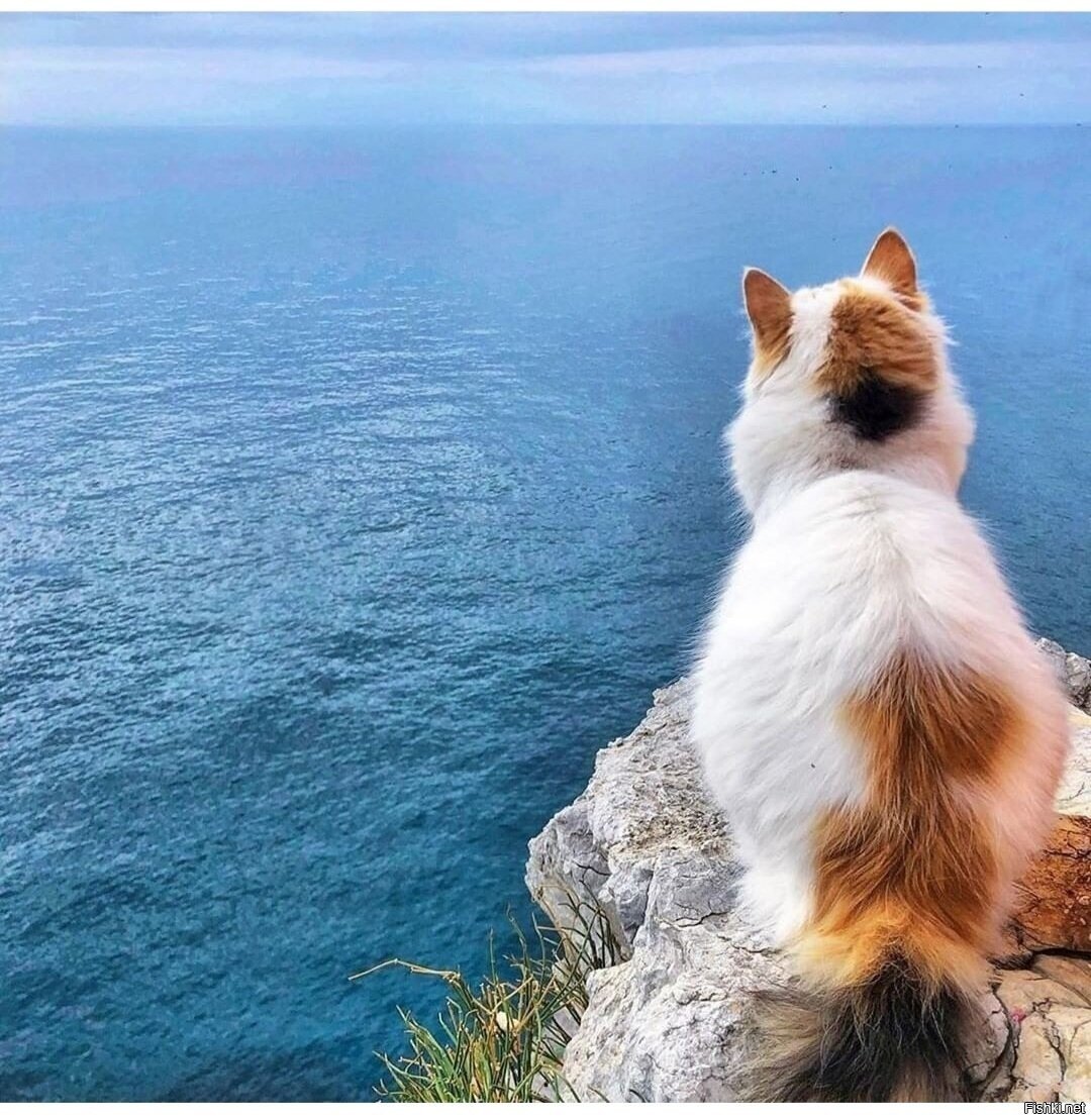 Кот кули серфингист