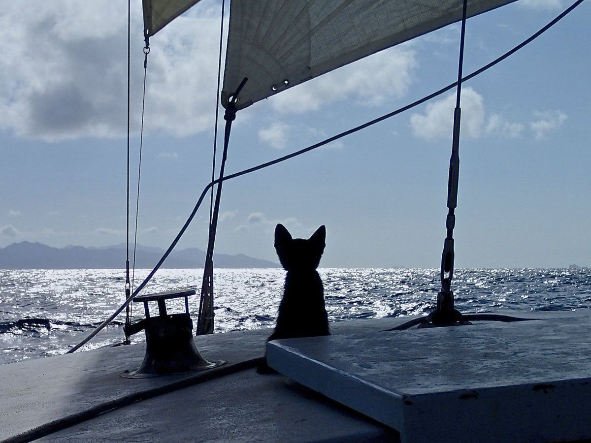 Спасательный жилет для кота