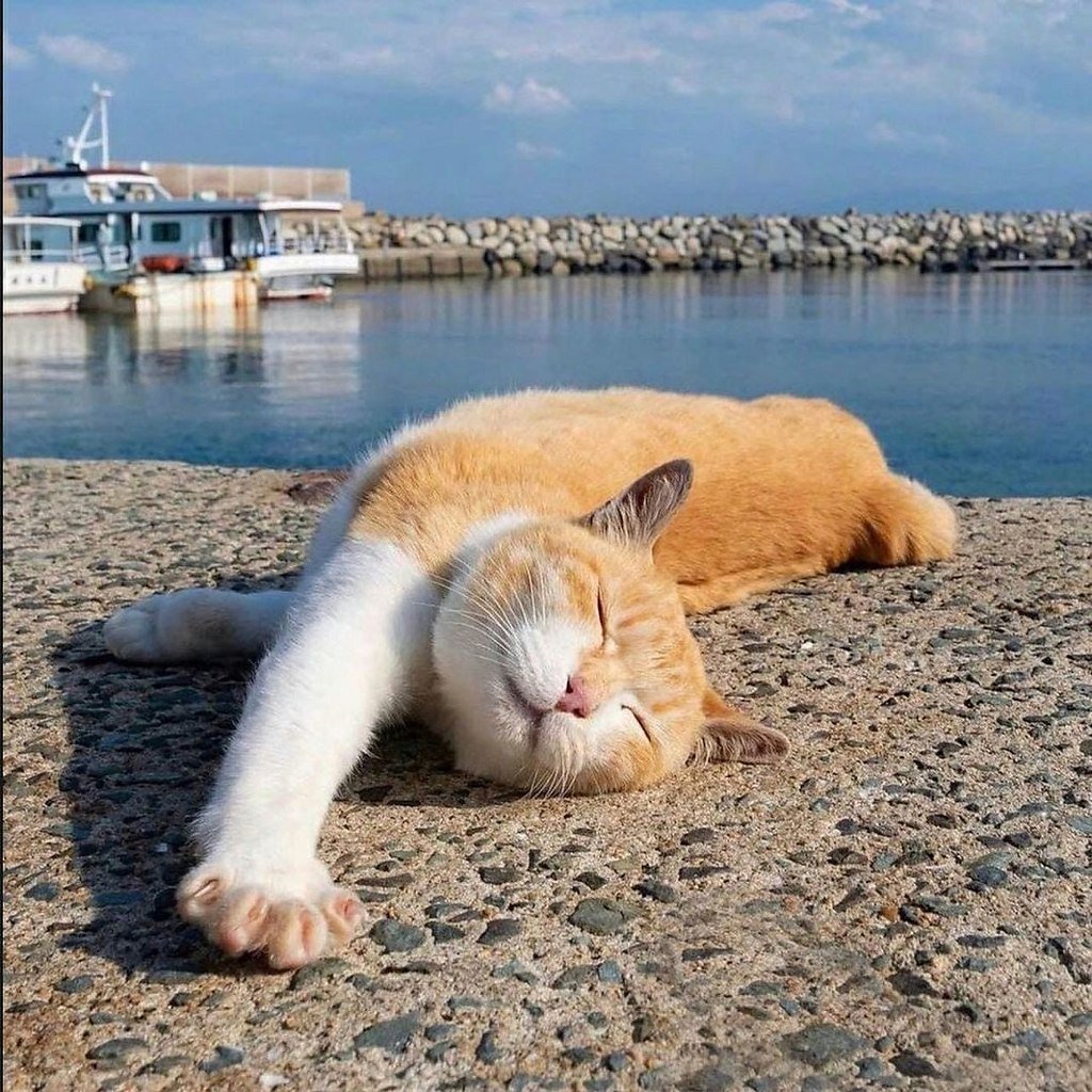 Котик загорает