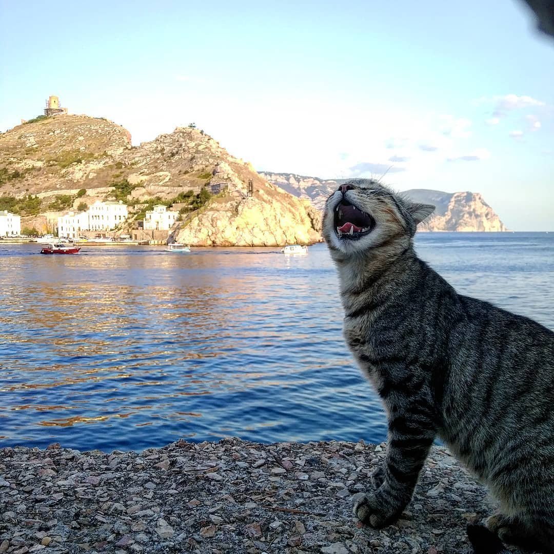 Котёнок и солнышко