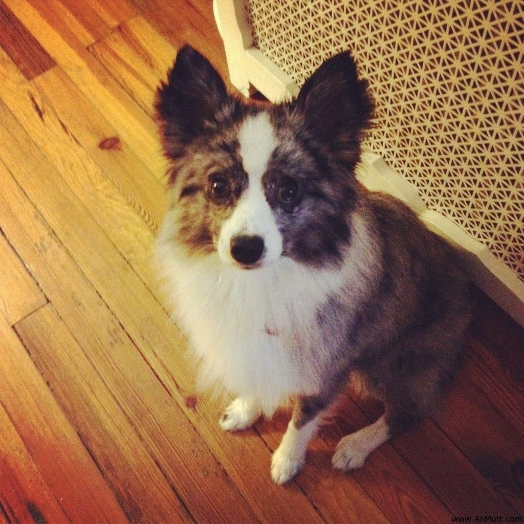 Порода собак бабочка Папильон