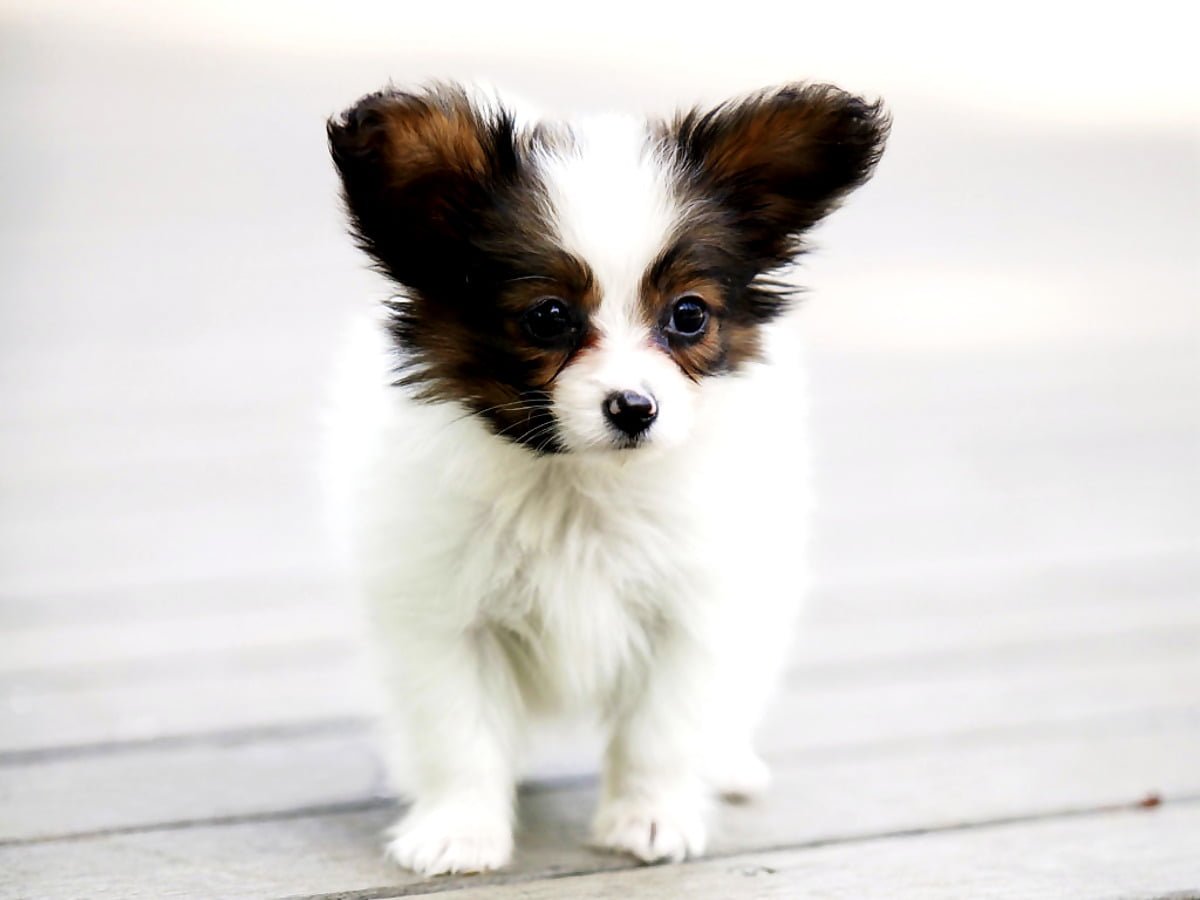 Папильон собака гладкошерстный