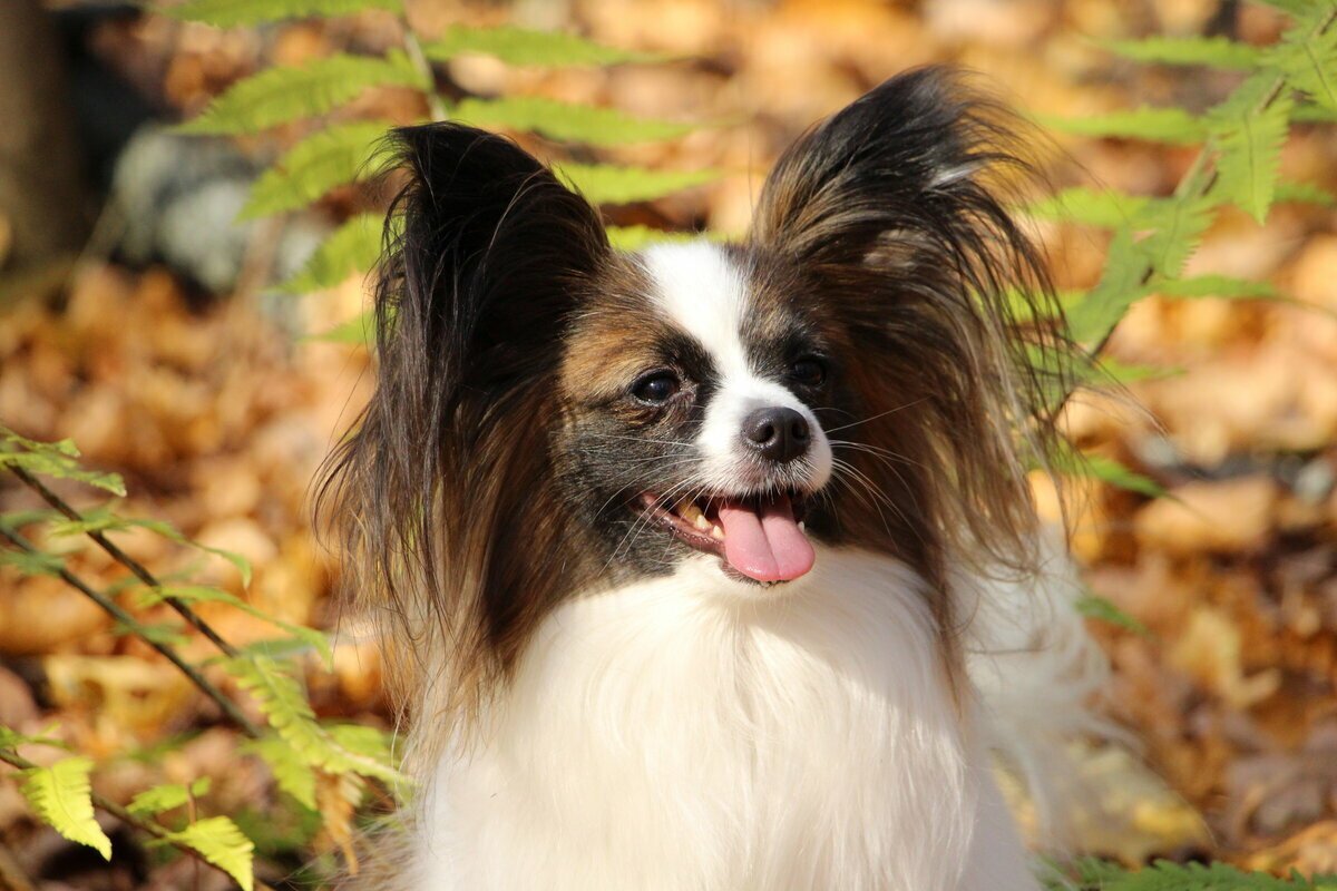 Папильон (континентальный той-спаниель)