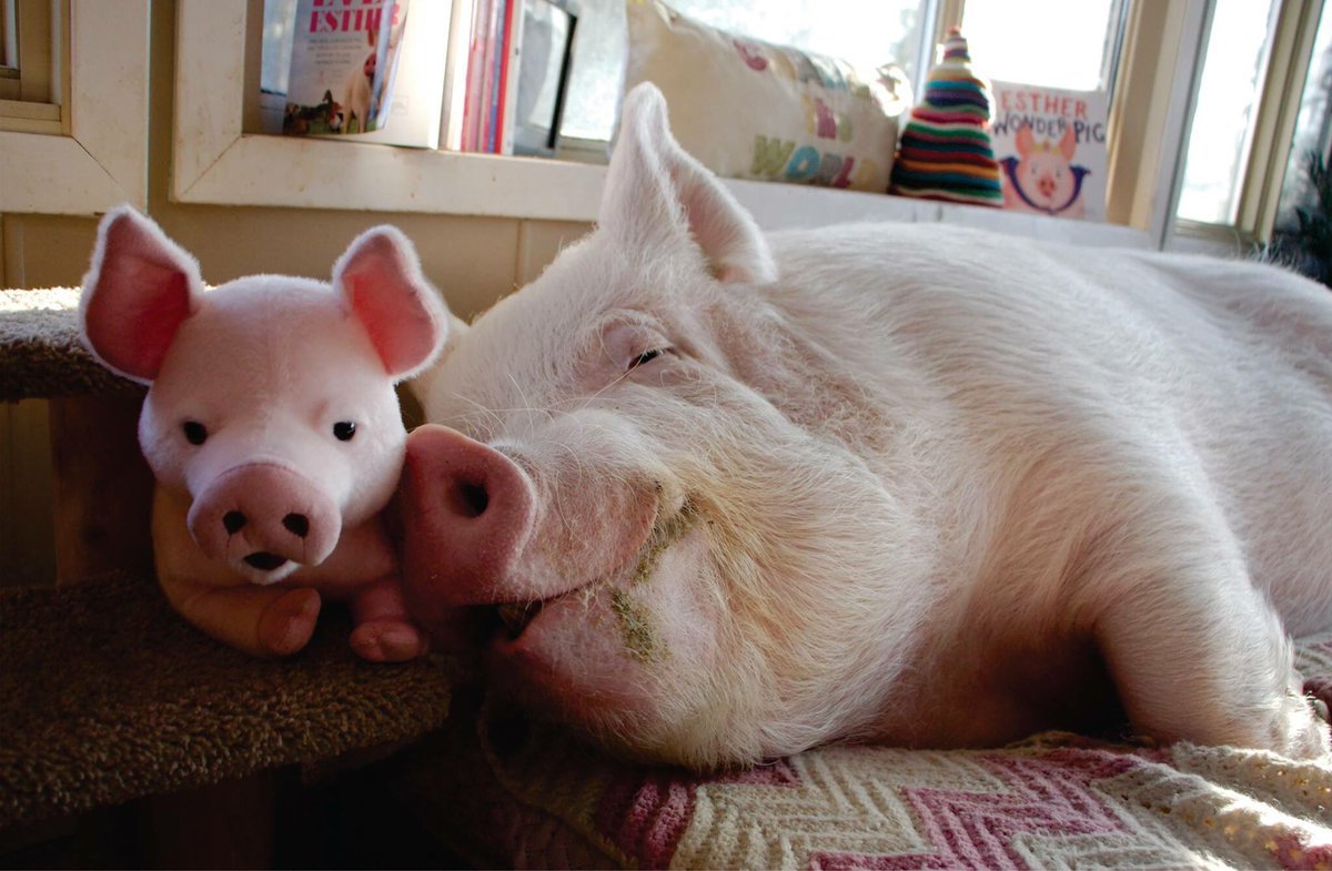 Свиноводство в деревне