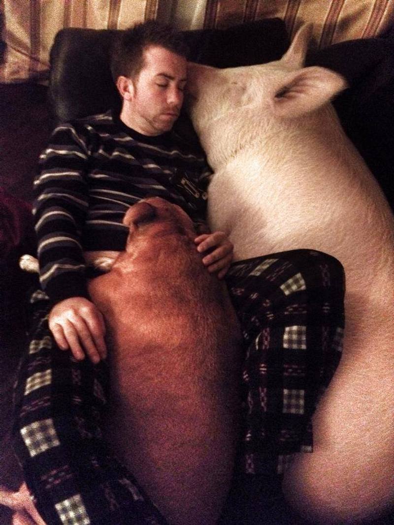 Свинья спит