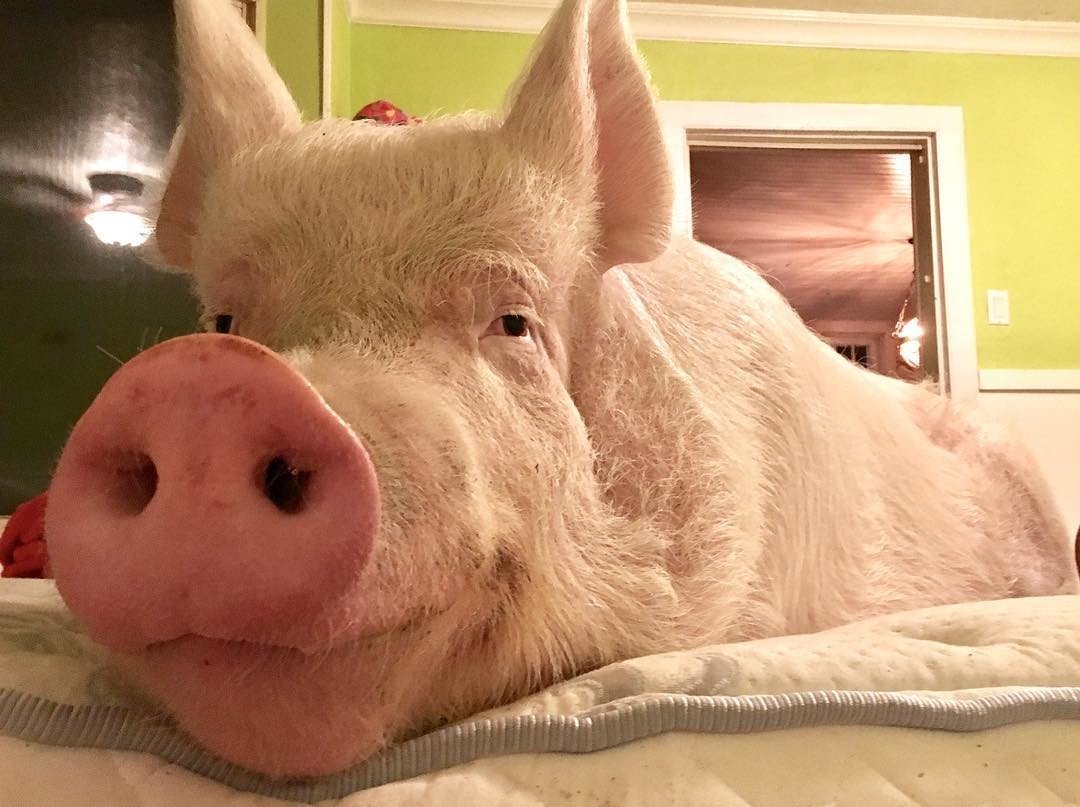 Мультяшная свинья лежит