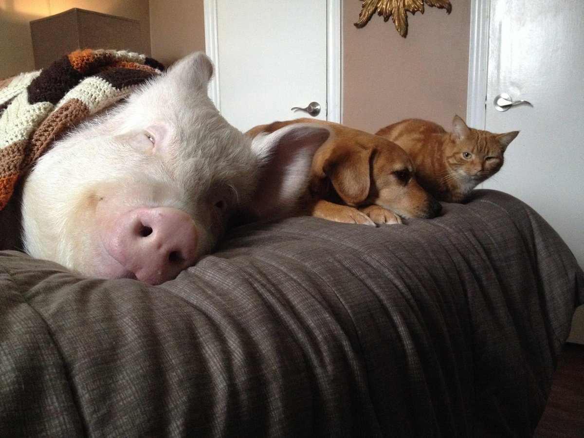 Минипиг Эстер