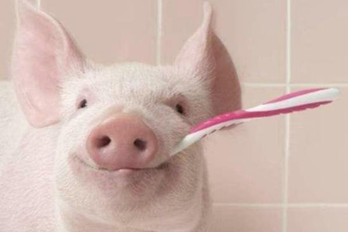 Свинья спит